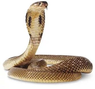 složení královská kobra